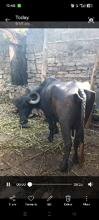 ભેંસ વેચવાની છે