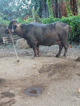 ભેંસ