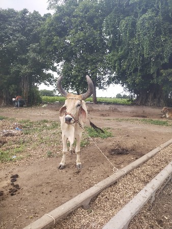બળદ વેચવાનો છે