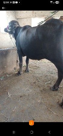 ભેંસ વેચવાની છે