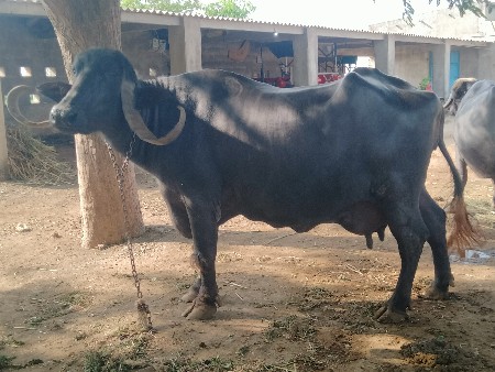 ર ભેંસો વેચવાની છે