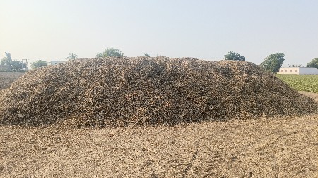 જીવીસ માંડવી નો ડુસો