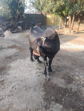 ભેંસ વેચવાની છે