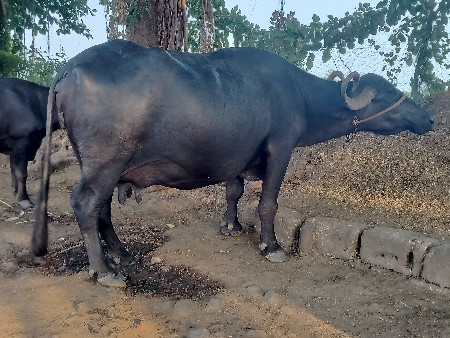 ભેંસ વેચવાની છે
