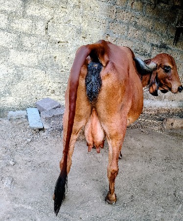 ગીર દેશી ગાય વેચવાની છે.