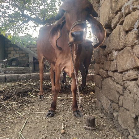 આ વોડકી ના સાટા કરવાના છે