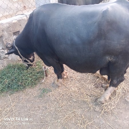 20. દીવસ  ની. કાસી