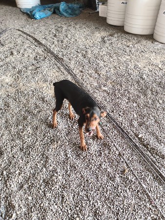Dobermen (ડોબરમેન)