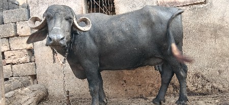 ભેંસ વેચવાની