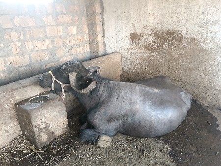 4...ભેસુવેસવાનીછે