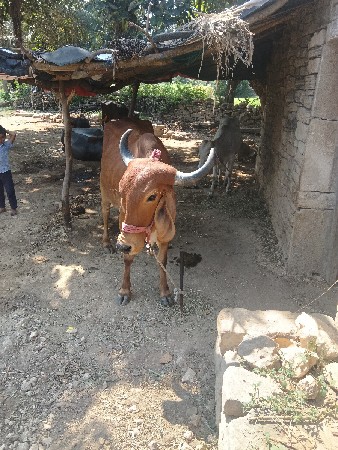ગાય વેચવાની છે