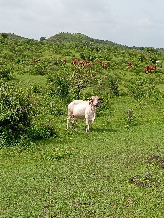 છેક કરેલ સે