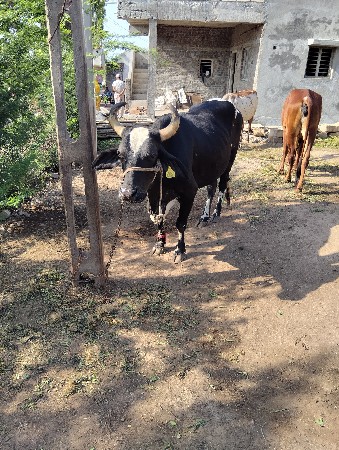 એક મયનાનીવારશે ગાય  ને આચર ગરમીની