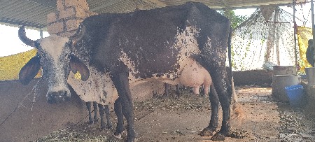 hf  ગાય વેચવાની છે