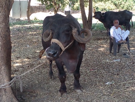 સીમાસી   મેંદરડા જૂનાગઢ જીલ્લો