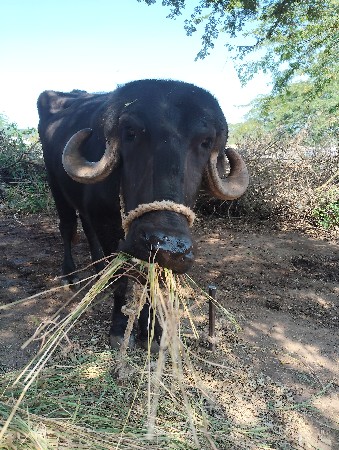 બે મહિના ની ગાભણી ખડેલી
