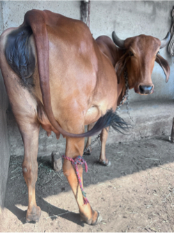 દેશી ગાય વેચવા ની છે