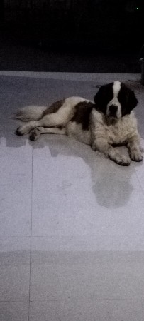 ડોગ મીટીંગ માટે