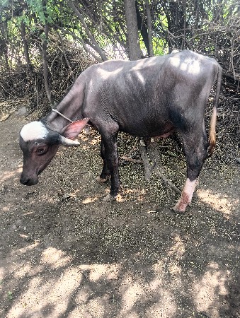 પાડો વેચવાનો સે