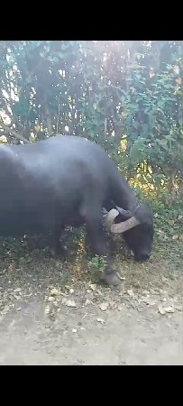 ભેંસ વેચવાની છે