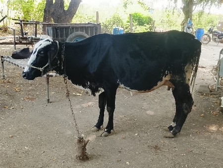 ગાય વેચવા ની છે