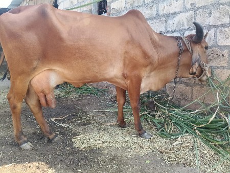 ગયા વેચવાની