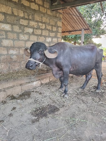 ભેંસ વેચવાની છે