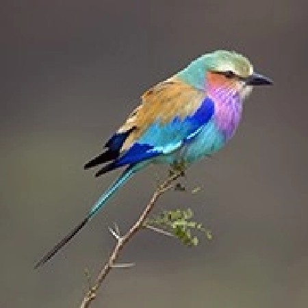 ભુકો વેચવા નો છે