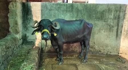 ભેંસ વેચવાની છે....