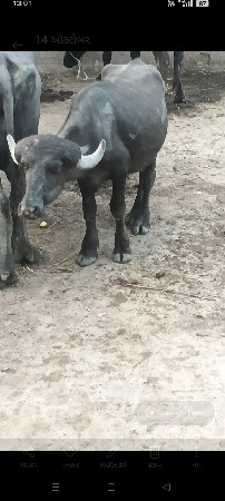 પાડા વેચવાના સાટા