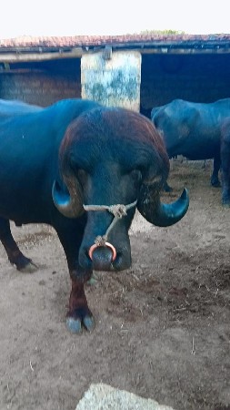 પાડો વેશવા નોસે જવાબદારી સાથે