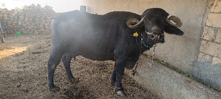 2 વેતર