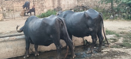 ભારત ભેંસો છે