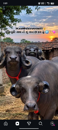 ભેં શું લેવી છે