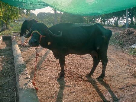 ખડેલી વેચવાની છે