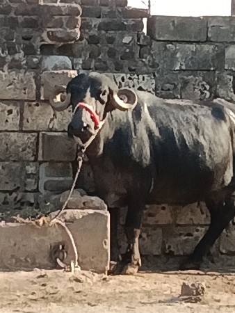 ભેંસ વેચવાની પેલું વેતર વિયાનેલ છે