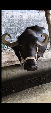 ભેંસ વેચવાની છે