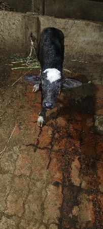 3 વેતર વેણી છે  જયેશ આહિર