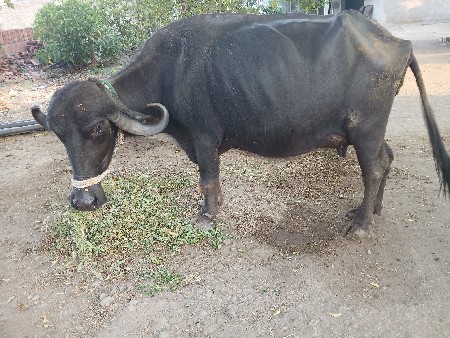 ભેશ વેચવા ની છે
