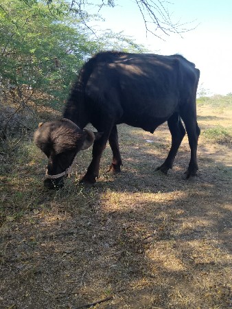 પાડો વેચવાનું છે