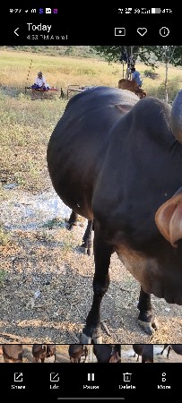 આ ગાય વેચવાની સે