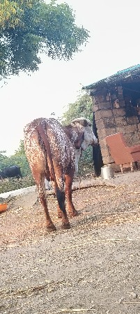 ગાય વેચવાની છે