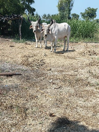 ઘોધલા વેચવાનાછે