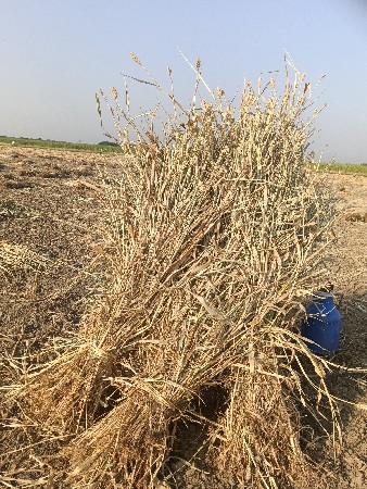 જુવાર નો સુકો ચારો  વેચવા નું છે