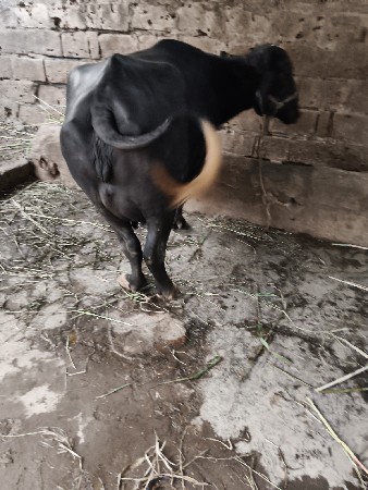 વેચવાની છે