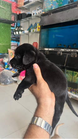 lebra male black  puppy