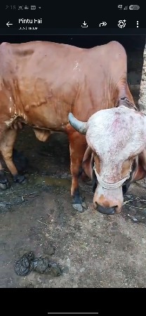 ગાય વેચવાની છે