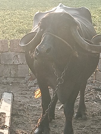 ભેંસ