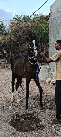 આ વસેરો વેસવાનો સે સાટા કરવાના