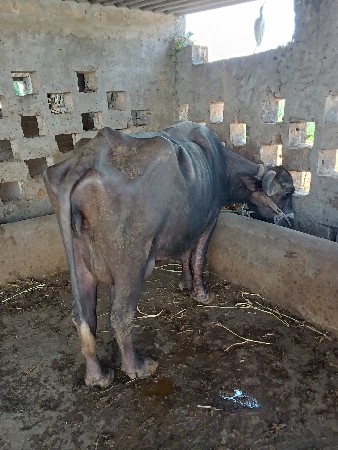 ભૈસ
